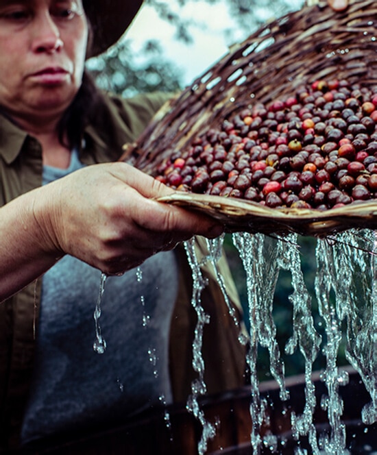 Nettoyage de grains de café Robusta par un artisan