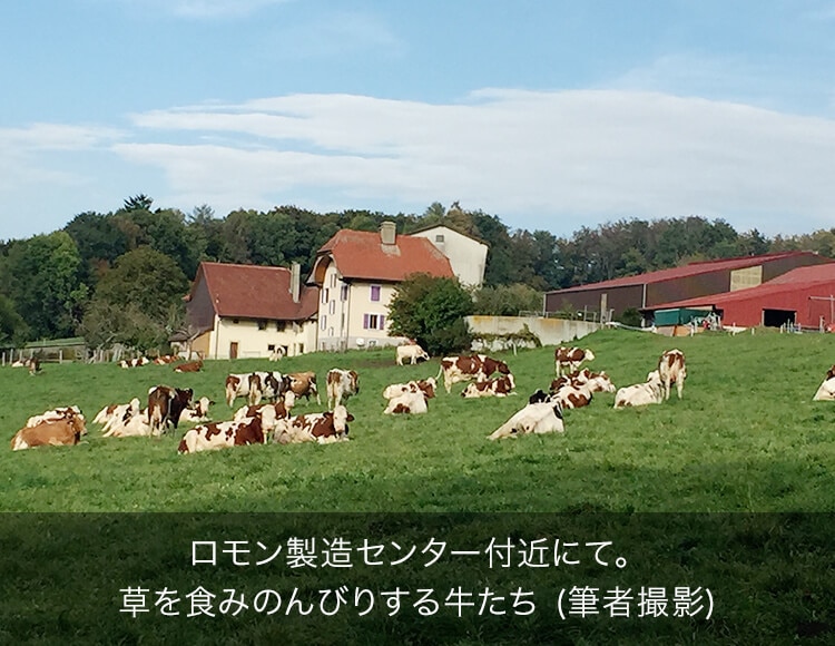 ロモン製造センター付近にて。草を食みのんびりする牛たち (筆者撮影)