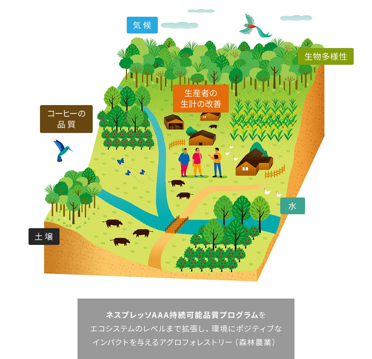 「ネスプレッソAAA持続可能品質プログラム」をエコシステムのレベルまで拡張し、環境にポジティブなインパクトを与えるアグロフォレストリー（森林農業）