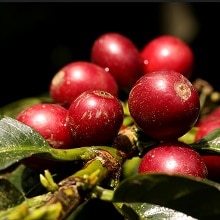 Differences between Arabica and Robusta<br><span class='b2b-blog-font-small'>What is the difference between Arabica and Robusta coffee beans?</span>