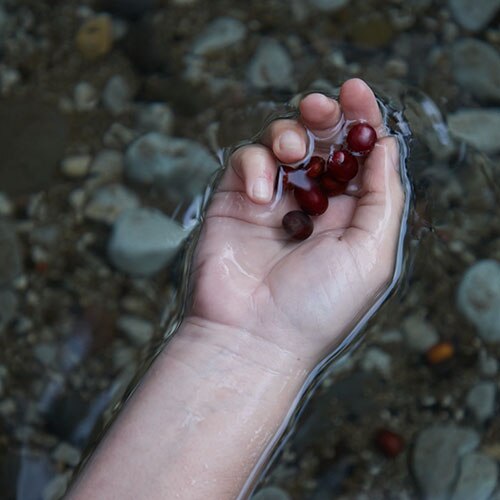 Mano tomando unos granos de café en el agua