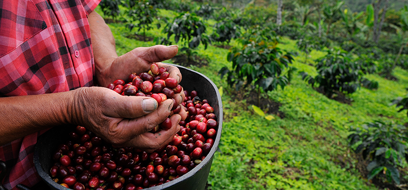 Nespresso Cherries