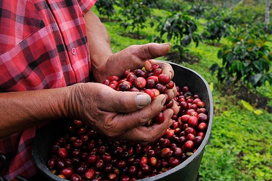 Nespresso Cherries