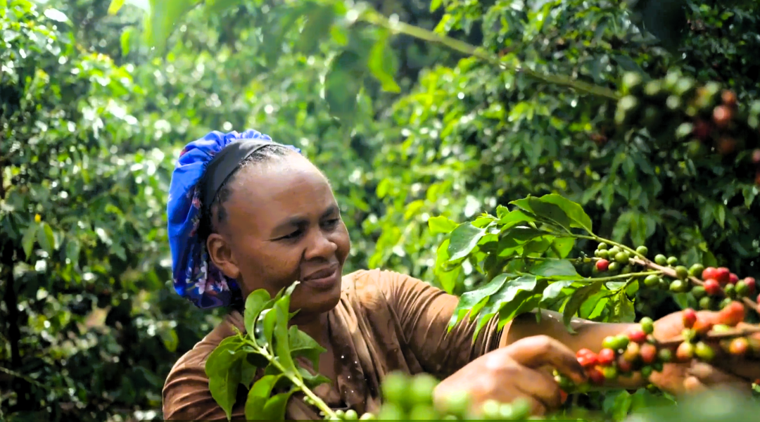 Empowering Farmers, Sustaining Coffee: The AAA Program in Kenya